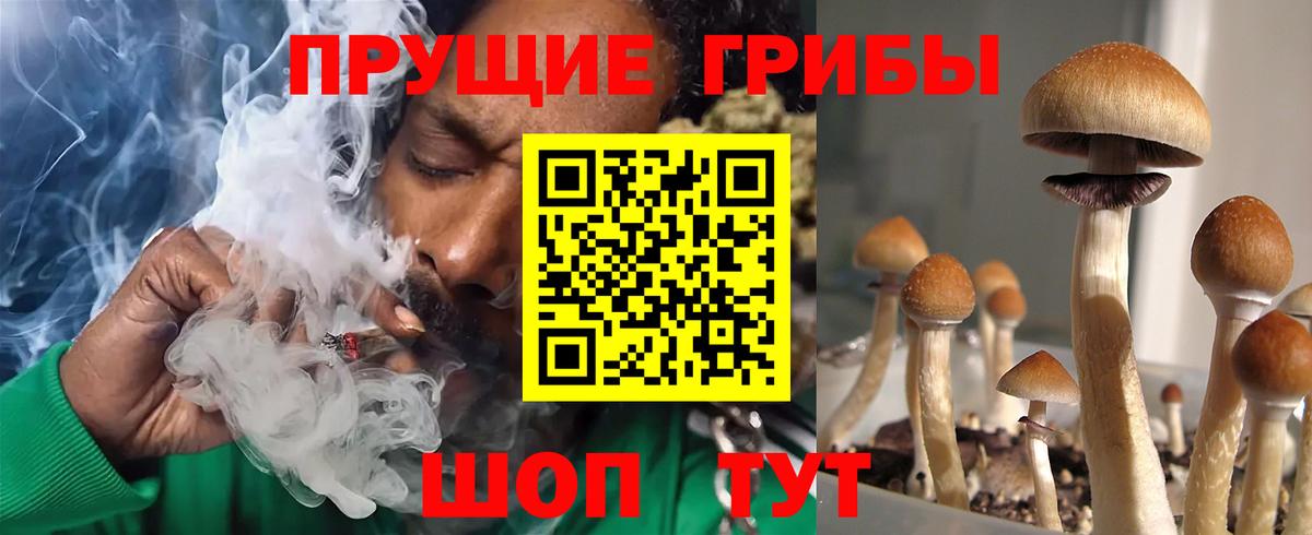 Вичуга  Псилоцибиновые грибы Psilocybine cubensis  где продают   Вход с VPN 